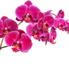 Orhidee Cymbidium - cupa