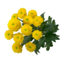 Crizantema Santini