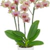 Orhidee Phalaenopsis pestrit– 2 tije / 75cm