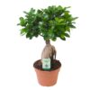 Ficus Bonsai Ginseng- 15 cm