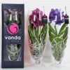 Orhidee VANDA PREMIUM Champagne Glass