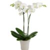 Orhidee Phalaenopsis alba - 2 tije / 75cm