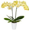 Orhidee Phalaenopsis galben – 2 tije / 75cm