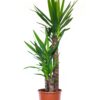 Yucca