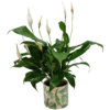 Crinul pacii - Spathiphyllum wallisii