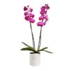 Orhidee Phalaenopsis mov – 2 tije / 75cm