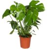Monstera Deliciosa -  H80 CM