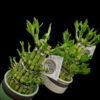 Bambus cu noroc -Lucky BAMBOO cu 3 nivele