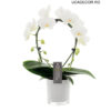 Phalaenopsis White Mirror Miracle