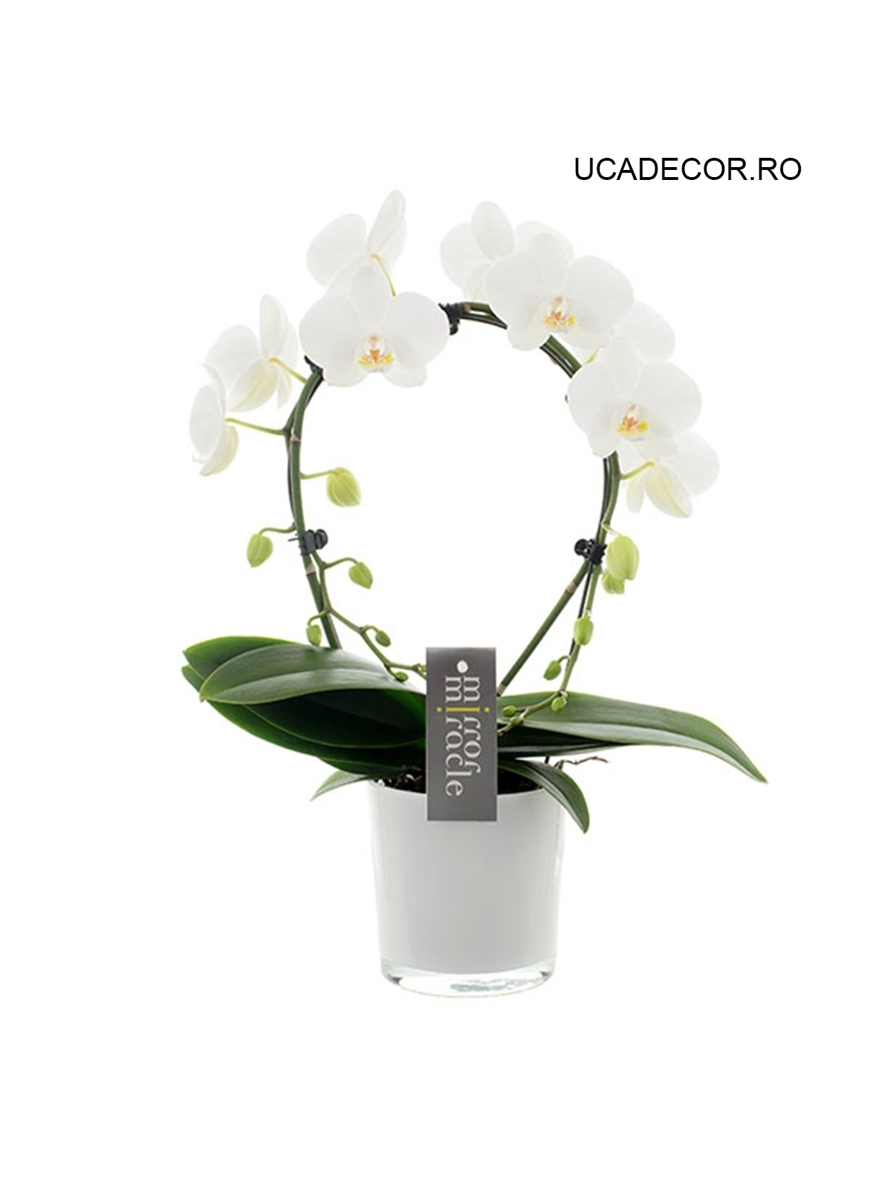 Phalaenopsis White Mirror Miracle | Florarie în Tulcea - Uca Flowers