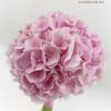 Buchet cununie Uca200