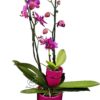Orhidee Keiki Phalaenopsis  – 'Mama si puiul' - culori diverse
