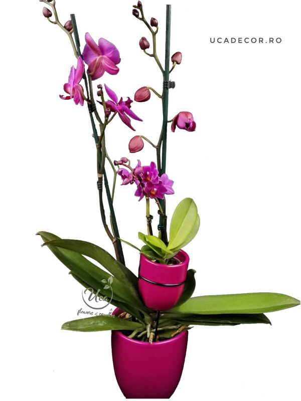 Orhidee Keiki Phalaenopsis – 'Mama si puiul' - culori diverse | Florarie în Tulcea - Uca Flowers