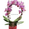 Phalaenopsis Pink Mirror Miracle