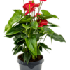 Anthurium Andreanum Madural (floarea flamingo), H 75 cm, D 15 cm
