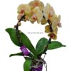 Phalaenopsis Mirror Miracle Gelb