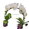 Phalaenopsis Ponto Mirror White