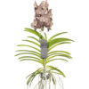 Orhidee VANDA XL hanging – H70 cm