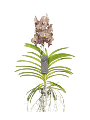 Orhidee VANDA XL hanging – H70 cm | Florarie în Tulcea - Uca Flowers