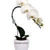 Phalaenopsis Balletto