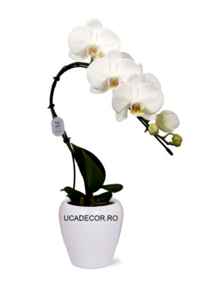 Phalaenopsis Balletto | Florarie în Tulcea - Uca Flowers