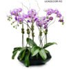 Phalaenopsis Bouquet Real Touch