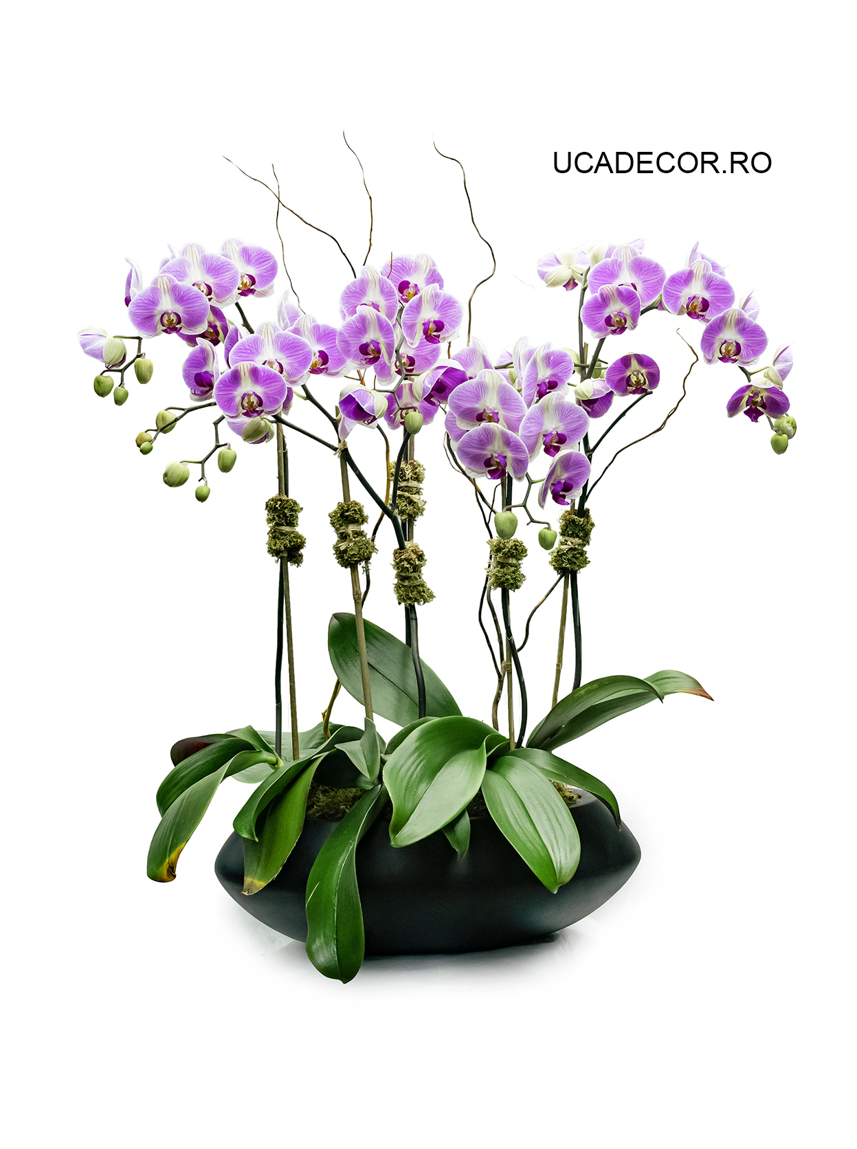 Phalaenopsis Bouquet Real Touch | Florarie în Tulcea - Uca Flowers