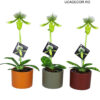 Paphiopedilum callosum